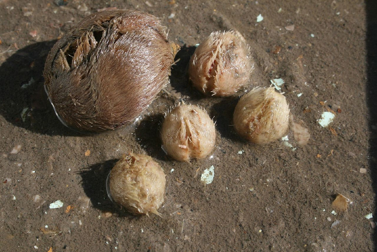  Echinocardium cordatum (Sea Potato)